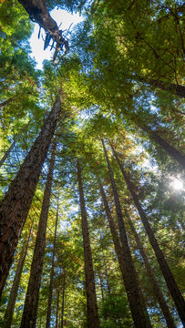 redwood trees in melbourne in forest on sunny day © Pat Whelen