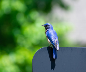 A blue bird sitting on a black structure
