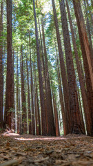 redwood trees in melbourne in forest on sunny day