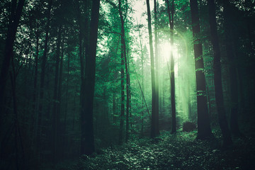 Magical green coloured foggy forest with mysterious flare light.