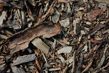 Old tree bark close-up texture.