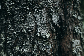 Old tree bark close-up texture.
