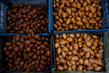 potatoes processed from Colorado potato beetle.