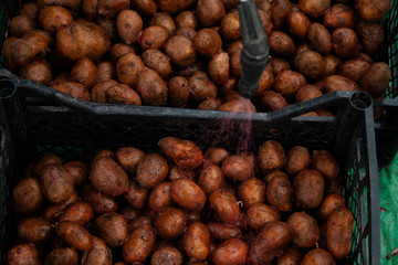 potatoes processed from Colorado potato beetle.