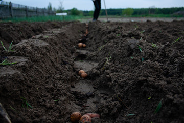 A man is planting potatoes. Agriculture, own farm. farmer sows potatoes in his garden.