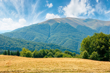 yellow grass on the meadow in mountains. beautiful nature landscape beneath a blue sky with fluffy...