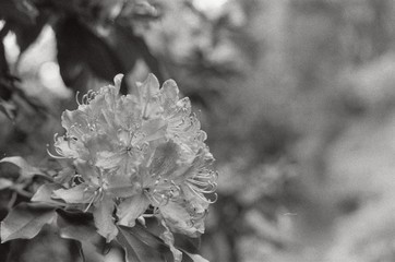 Flowers bloom black and white 