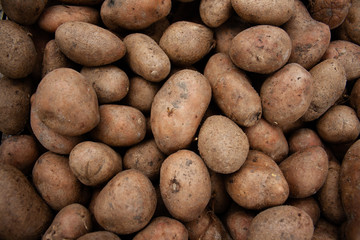 potatoes processed from Colorado potato beetle.