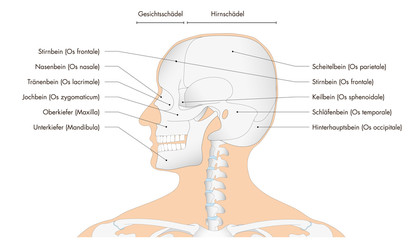 Anatomie - menschliches Skelett - Schädel (deutsche Beschriftung) © FGWDesign