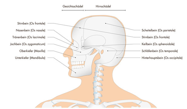 Anatomie - menschliches Skelett - Sch&auml;del (deutsche Beschriftung)