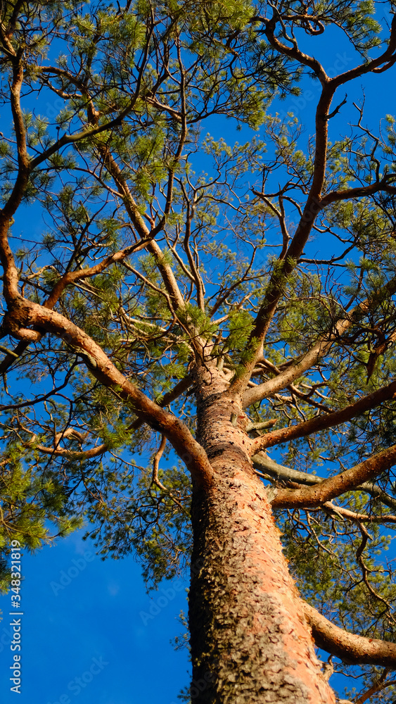 Poster pine tree on a background of blue sky