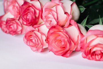 Beautiful bouquet of blooming long stem pink roses on white background.