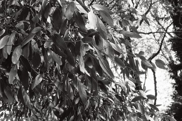 Leaves black and white