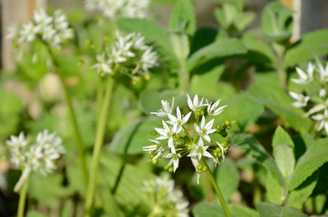 Wild garlic blossom