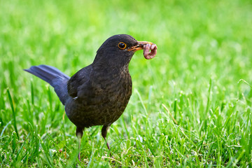 Common blackbird with worms in his beak (Turdus merula)
