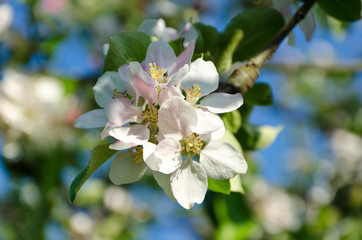 Obraz premium Apple blossom in spring