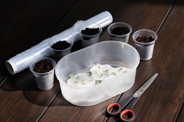 sprouts  seedlings  vegetable garden vegetables in the apartment