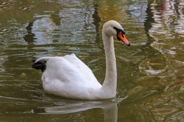 a charming white swan floats on the lake