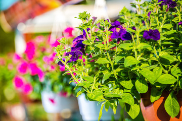 Purple Petunias Hanging In Baskets.
