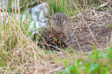 Wild duck with its little ducklings