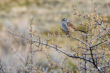 A white-crowned sparrow perched on a budding tree branch