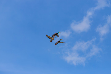 A wild duck flies in sunny weather