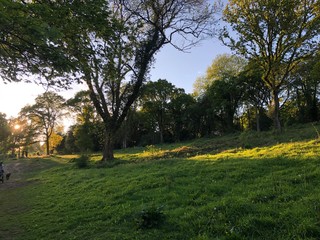 A beam of light shinning through trees on Chorleywood Common, Hertfordshire, England, UK. Taken on the 10th May 2020 during the Covid-19 Pandemic.