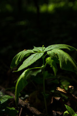 Plant