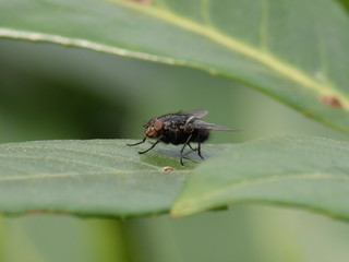 black fly posing on a green leaf