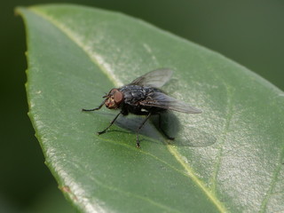 black fly posing on a green leaf