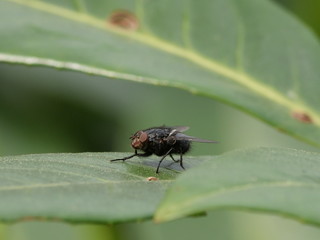 black fly posing on a green leaf