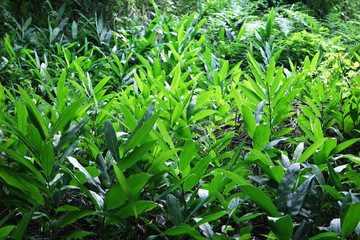 Green Grass Field in the Forest