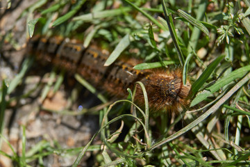 Caterpillar of a large butterfly of the cocoonweaver family - Herbal cocoonweaver (lat. Euthrix potatoria).