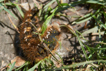 Caterpillar of a large butterfly of the cocoonweaver family - Herbal cocoonweaver (lat. Euthrix potatoria).