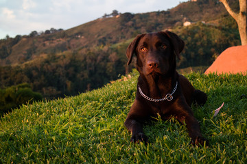 brown labrador puppy