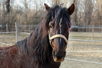 Horse head portrait close up in paddock wintertime
