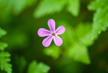 close up of a flower