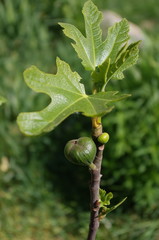 Figs growing on a tree on a green background in garden. Unripe green figs on tree, vegan life and diet concept.