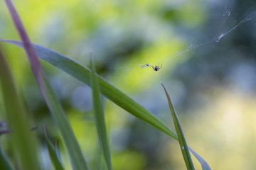 Spinne mit Opfer