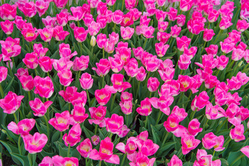 Flower care and watering. gardening and floristics. nature beauty and freshness. tulips for sale. plenty of flowers for shop. tulip blooming in spring. tulip flower field. summer field of flowers