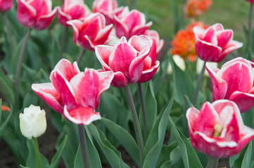 Fototapeta premium Fertile present. pink flowers in field. Landscape of Netherlands tulips. Spring season travel. Colorful spring tulip field. pink vibrant flowers. beauty of nature. enjoy seasonal blossom