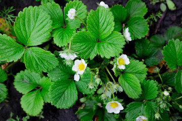 A bed of strawberry sprouts. Flowering strawberry bushes in the garden. The beginning of the strawberry season