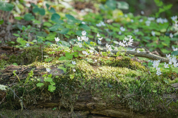 Oxalis white flowers and moss on the rotten tree in the spring forest.