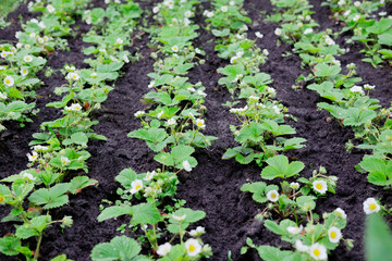 Fototapeta na wymiar A bed of strawberry sprouts. Flowering strawberry bushes in the garden. The beginning of the strawberry season
