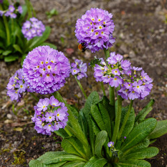 Primula denticulata purple in springtime. Pink Primula denticulata (Drumstick Primula) in garden