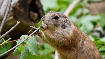 prairie dog eating grass