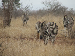 Obraz na płótnie Canvas Zebra herd