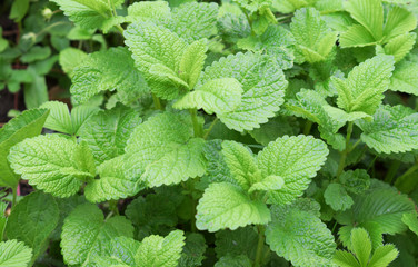 Young leaves of lemon balm (Melissa officinalis). The leaves are used as a herb, in teas, and also as a flavouring, are used in traditional and alternative medicine.