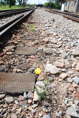 the flower on the train track