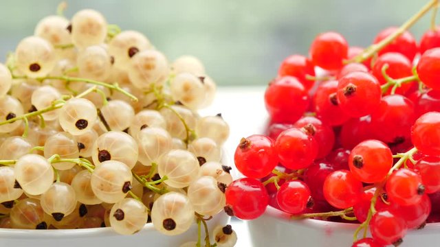 Close up of red and white ripe currant berries. Healthy food, season harvest